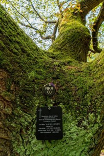 Cemetery forest, burial place in the forest, in biodegradable urns, under trees, Niederkrüchten,
