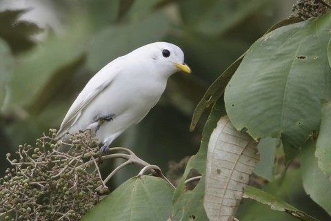 Yellow-billed Cotinga (Carpodectes antoniae), Costa Rica