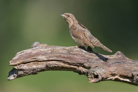 Eurasian Wryneck (Jynx torquilla) perched on a branch, Aosta Valley, Italy
