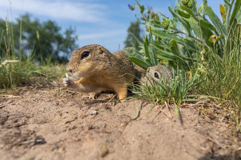 One European ground squirrels (Spermophilus citellus) or European souslik feeding on seeds in tall