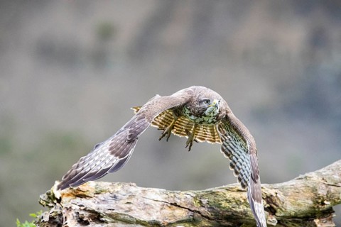Common buzzard (Buteo buteo) Germany