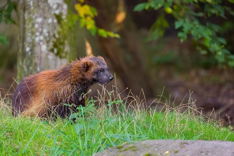 A wolverine (Gulo gulo) sits on a green meadow at a forest edge