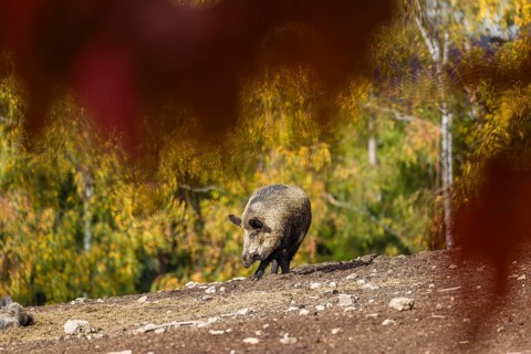 A wild boar or wild pig (Sus scrofa), runs across a clearing in hilly terrain in search of food. In