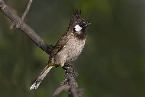 Himalayan Bulbul (Pycnonotus leucogenys), Pakistan