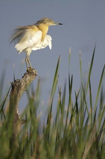Squacco Heron (Ardeola ralloides), Andalusia, Spain