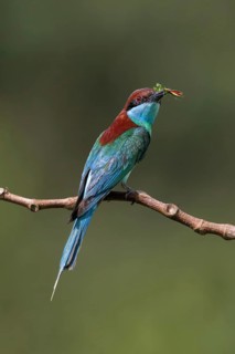 Blue-throated Bee-eater (Merops viridis) perched on a branch with insect prey in beak, Malaysia