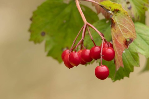Guelder rose (Viburnum opulus) tree red berries, Suffolk, England, United Kingdom