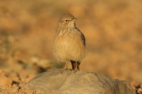Desert Lark (Ammomanes deserti), Morocco