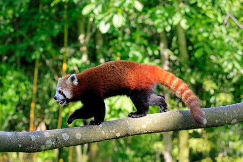 Western Red panda Ailurus fulgens), adult, on tree trunk, running, captive, Himalayas, Central Asia