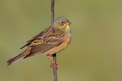 Ortolan Bunting - Ortolan - Emberiza hortulana, Kazakhstan, adult male