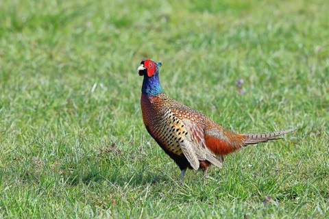 Pheasant, hunting pheasant (Phasianus colchicus), adult male bird in a meadow, wildlife, Lembruch,