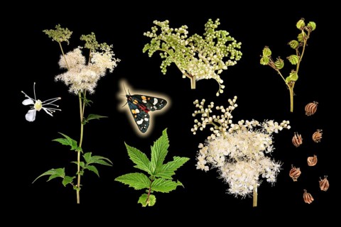 True meadowsweet (Filipendula ulmaria) with beautiful bear (Callimorpha dominula), picture panel,