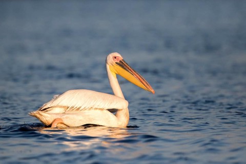 Great White Pelican (Pelecanus onocrotalus), Danube Delta, Romania