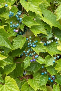 Ussuri mock vine (Ampelopsis glandulosa var. brevipedunculata), Germany