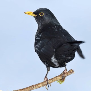 Blackbird (Turdus merula), male, perched on a twig, Wilnsdorf, North Rhine-Westphalia, Germany
