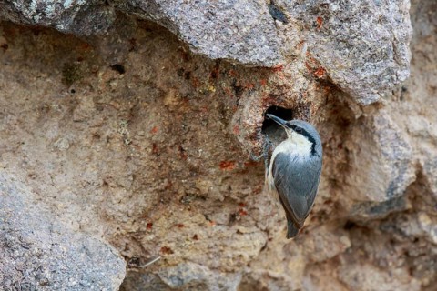 Western Rock Nuthatch (Sitta neumayer), Greece