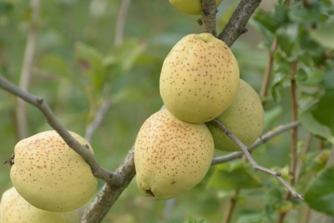 Ornamental quince (Chaenomeles × superba 'Fusion'), wild fruit orchard, Sornzig, Saxony, Germany