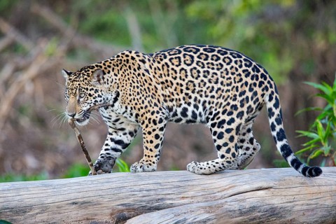 Jaguar (Panthera onca) Pantanal Brazil
