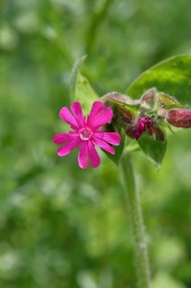 Red campion (Silene dioica), close-up of a flower in a meadow, Wilnsdorf, North Rhine-Westphalia,
