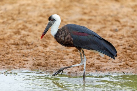 Asian woolly-necked stork (Ciconia episcopus), Cigogne Èpiscopale, Mkuze Game Reserve, Mkuze,