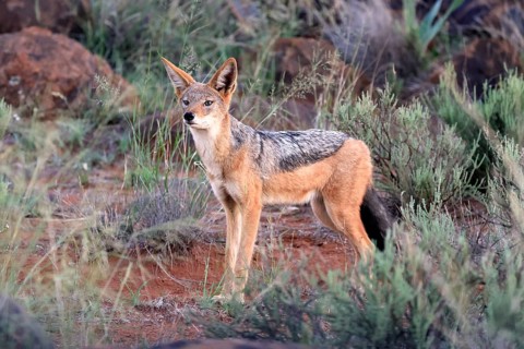 Black-backed jackal (Lupulella mesomelas), adult, alert, foraging, Mokala National Park, Northern