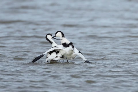 Pied avocet (Recurvirostra avosetta) two adult birds during their courtship display on a lagoon,