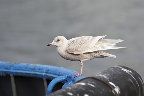 Iceland Gull (Larus glaucoides) juvenile, Lower Saxony, Germany