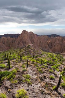 Serene landscape in Los Cardones National Park, Argentina, featuring a vast expanse of cacti under