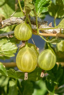 Gooseberry (Ribes uva-crispa 'Karlin'),  Germany