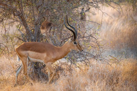 Impala (Aepyceros melampus) in the evening light, male, black heeler antelope, Kruger National