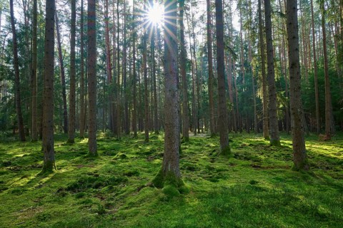 The forest appears peaceful and is illuminated by sunlight streaming through the treetops, Mudau,