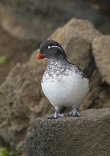 Parakeet Auklet (Aethia psittacula), Alaska, USA