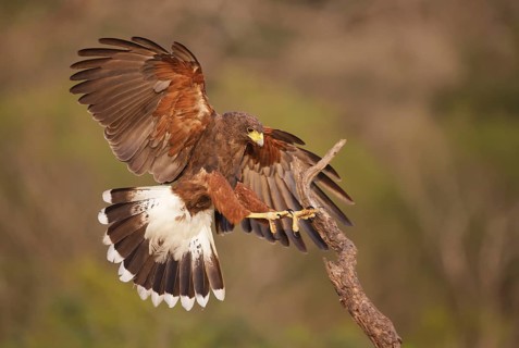 Harris's Hawk (Parabuteo unicinctus) landing on a branch, Texas, USA