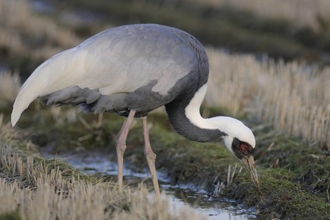 White-naped Crane (Antigone vipio) foraging, Arasaki, Japan