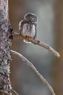 Pygmy Owl (Glaucicium passerinum), sitting on the branch of a tree, Pirchner Ast, Schwaz, Tyrol,
