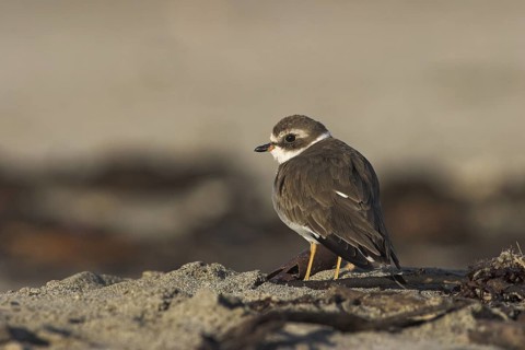 Semipalmated Plover (Charadrius semipalmatus), Costa Rica
