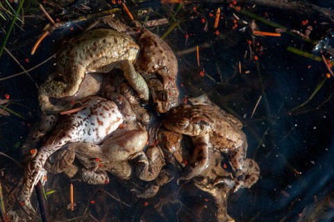 Bufo bufo, common toad, toad, amphibians, amphibians, spring, amphibians, mating, spring