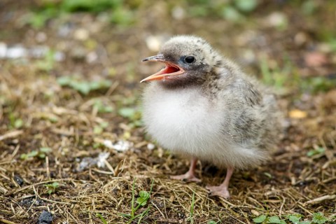 Arctic Tern (Sterna paradisaea), chick, Farne Islands, United Kingdom