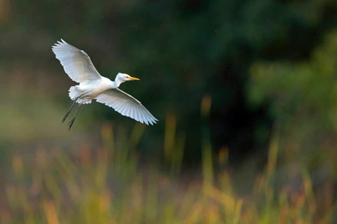 Cattle egret (Bubulcus ibis), flight photo, Raysut, Salalah, Dhofar, Oman