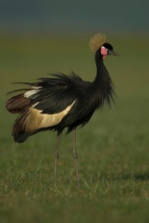 Black Crowned Crane (Balearica pavonina), Lake Awasa, Ethiopia