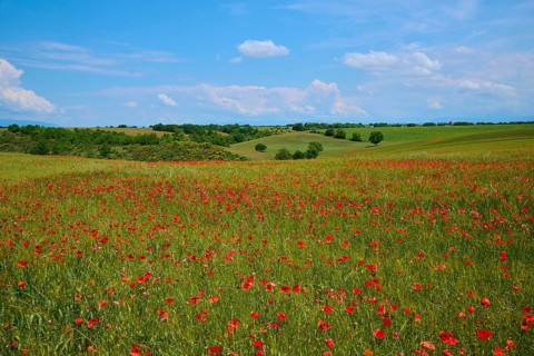Flower meadow with poppies (Papaver), in the background trees, green fields and a slightly overcast