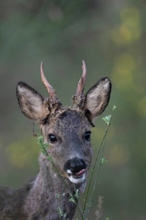 Roebuck in spring, Bitburg, Rhineland-Palatinate, Germany