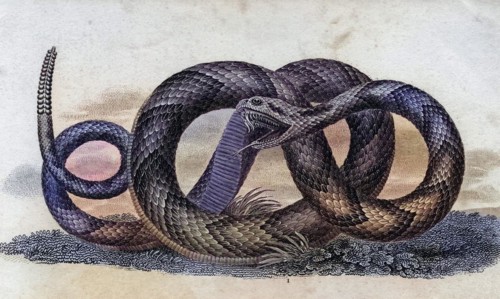 Banded rattlesnake Crotalus Horridus From a 17th century print, Historic, digitally restored