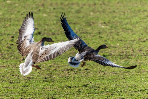 Two geese preparing to land on the meadow, grey goose (Anser anser), wildlife, Germany