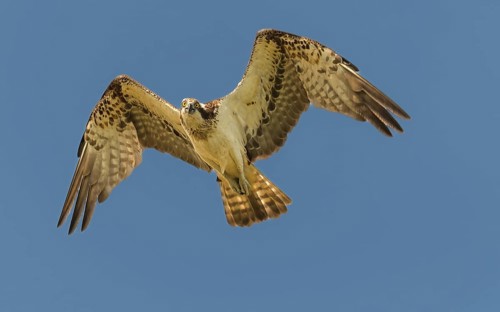 Fischadler (Pandion haliaetus) beim Überflug