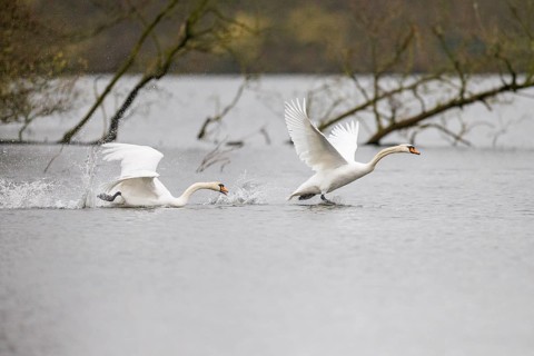 Mute swans (Cygnus olor), Germany