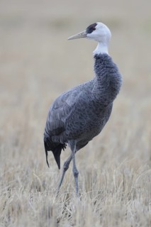 Hooded Crane (Grus monacha), Arasaki, Japan