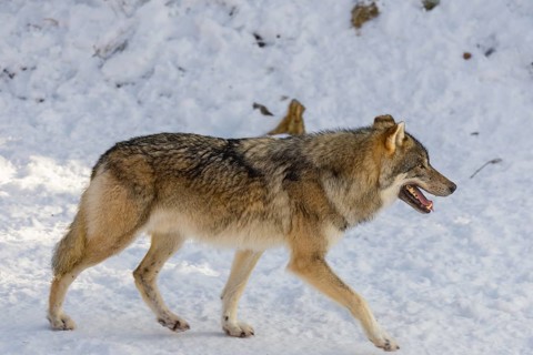 An adult male grey wolf (Canis lupus lupus) walks across the snow-covered meadow at the edge of the