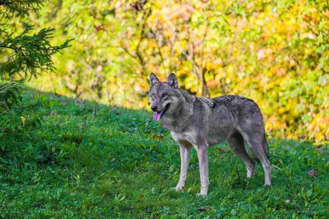 A eurasian gray wolf (Canis lupus lupus) stands on a hill, observing the area. A forest in fall
