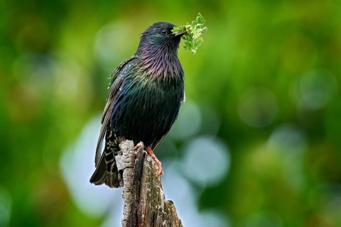 Starling spring nesting in tree nest hole. European Starling, Sturnus vulgaris, dark bird in